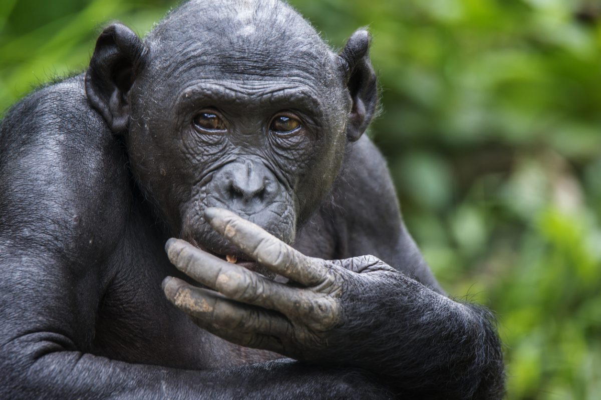 Bonobo The great endagered ape from Congo