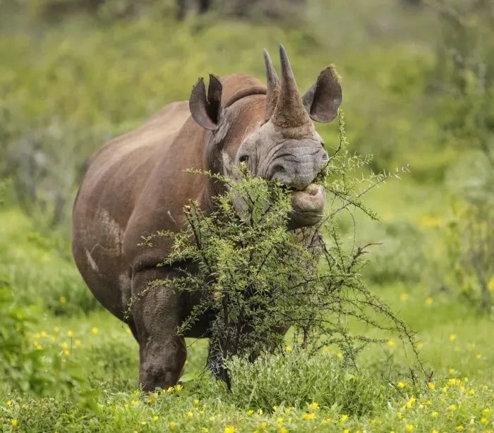 Black rhinoceros browsing a thorny shrub in green bushland