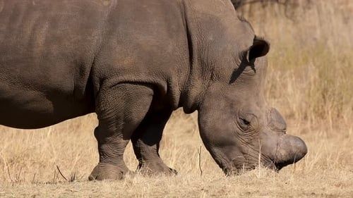 White rhinoceros grazing on dry grass in an arid landscape
