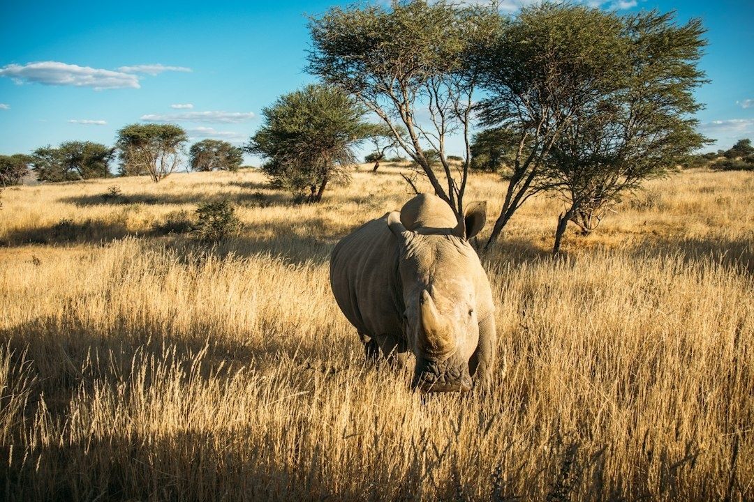 White rhinoceros standing in golden grassland beneath acacia trees