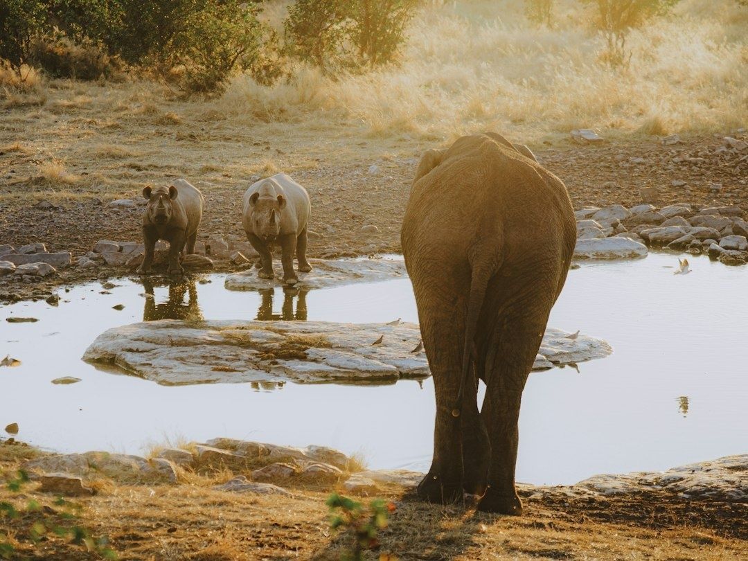 Elephant and two rhinoceroses gather at a shallow dry-season waterhole