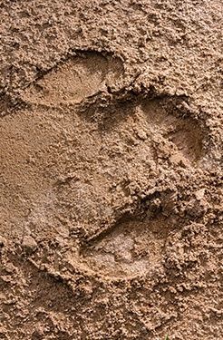 Three large animal footprints pressed into dry, textured sand