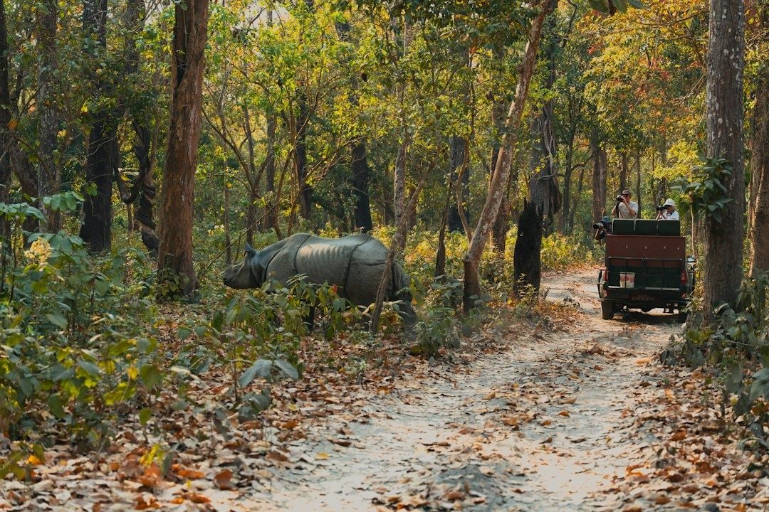 Rhinoceros beside a safari vehicle on a forest track